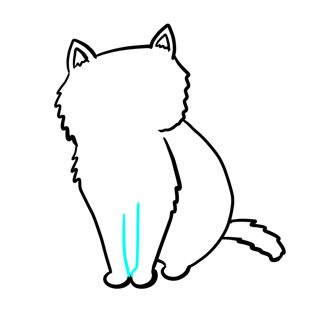 Step 10 of drawing a simple cat showing body details